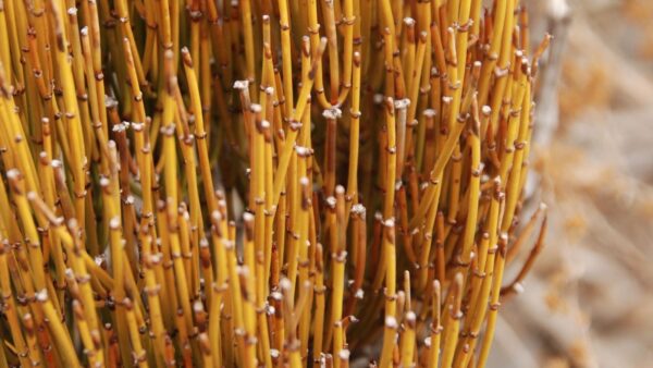 Efedra (efedrina) - Ephedra sinica