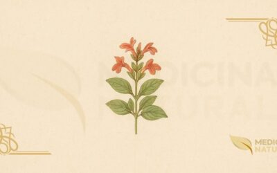 Alecrim-da-Serra (Dicliptera aromatica): Guia Completo