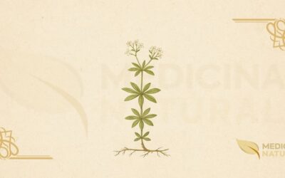 Aspérula-odorífera (Galium odoratum): Guia Completo