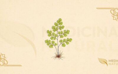 Avenca (Adiantum capillus-veneris): Guia Completo