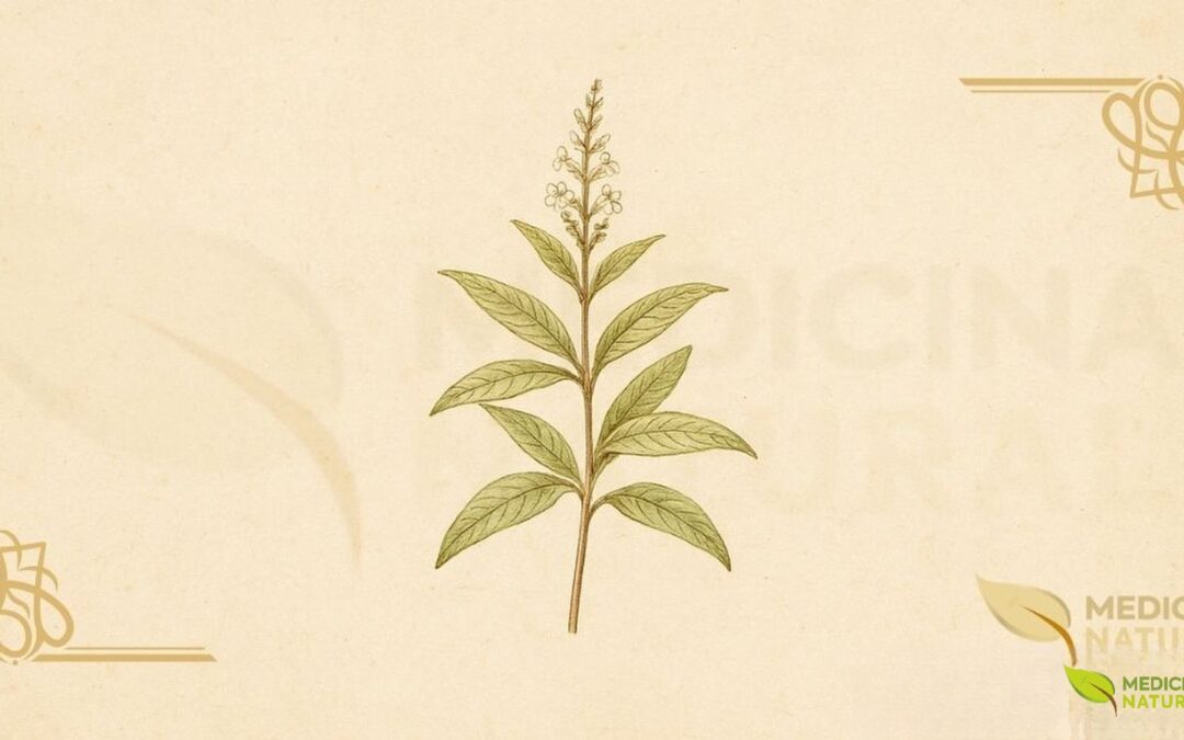 Cidrão (Aloysia citriodora): Benefícios, Usos e Segurança
