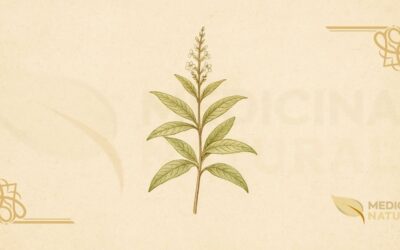 Cidrão – Lúcia-Lima (Aloysia citriodora): Guia Completo