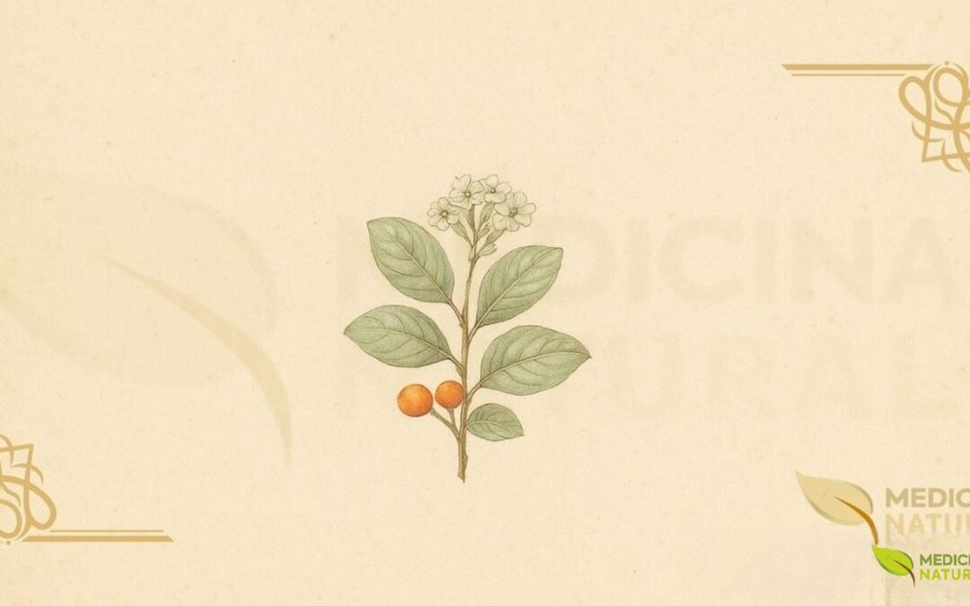 Gharaf (Cordia sinensis): a Planta Alimentar das Zonas Áridas Africanas