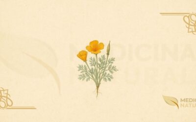 Papoula-da-Califórnia (Eschscholzia): Guia Completo