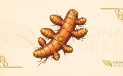 Curcuma longa (Açafrão-da-Terra): Guia Completo