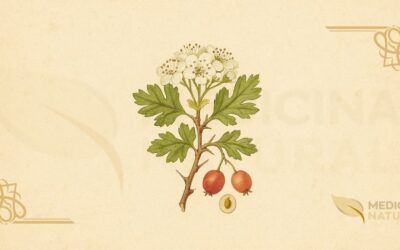 Espinheiro-Alvar (Crataegus monogyna): Guia Completo