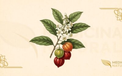 Eugenia uniflora (Pitanga, Pitangueira): Guia Completo