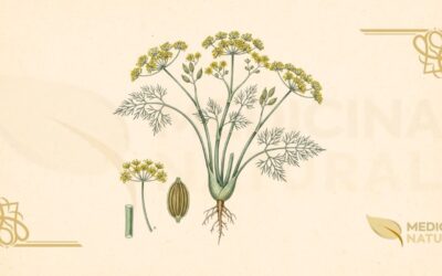 Foeniculum vulgare: Guia Completo Sobre o Funcho