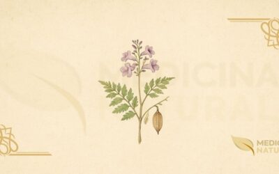 Carobinha (Jacaranda caroba): Guia Completo