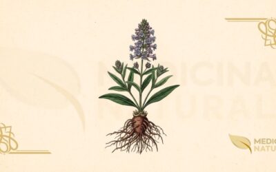 Nardostachys jatamansi (Nardo-do-Himalaia): Guia Completo