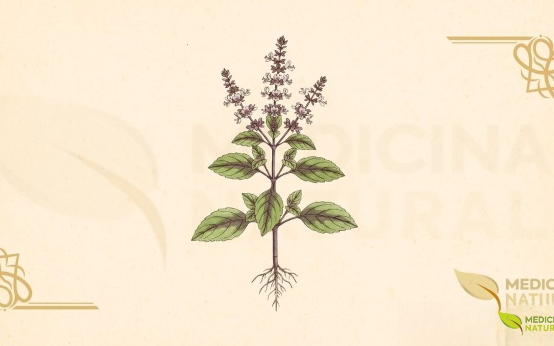 Tulsi (Ocimum tenuiflorum): a Planta Sagrada e Seus Benefícios