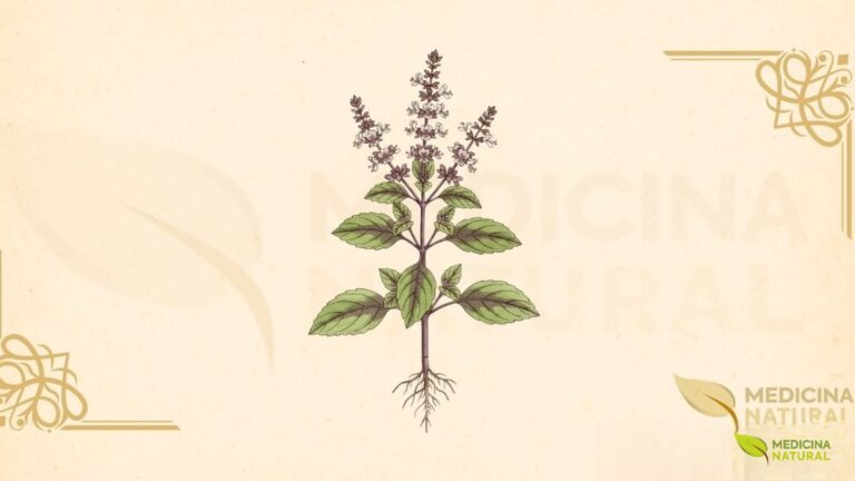 Ilustração botânica de Ocimum tenuiflorum L. (tulsi, manjericão-sagrado), planta herbácea da família Lamiaceae, nativa do subcontinente indiano e reverenciada no Hinduísmo, mostrando folhas ovais serrilhadas, flores tubulares em espigas, e detalhes anatômicos, em estilo de enciclopédia botânica do século XIX.