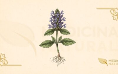 Prunella vulgaris (Erva-Férrea): Guia Medicinal Completo