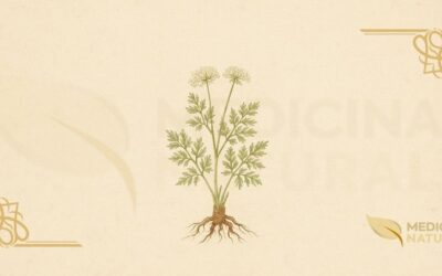 Osha – Raiz de Urso (Ligusticum porteri): Guia Completo
