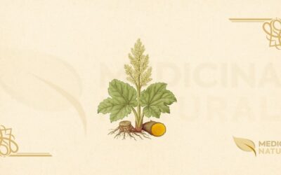 Ruibarbo-Oficial (Rheum officinale): Guia Completo