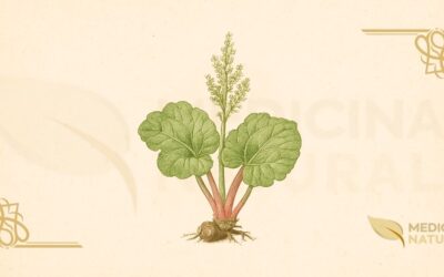 Ruibarbo-Culinário (Rheum rhabarbarum): Guia Completo