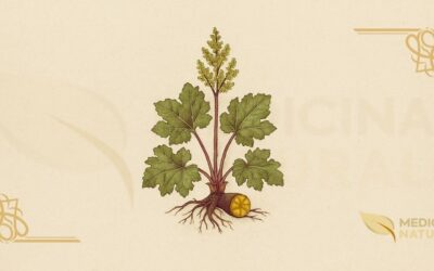 Ruibarbo-Tangut (Rheum tanguticum): Guia Completo