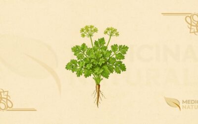Salsa – Salsinha (Petroselinum crispum): Guia Completo