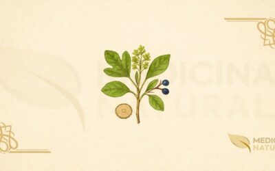 Sassafrás (Sassafras albidum): Guia Completo