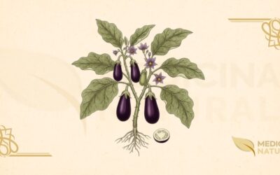 Berinjela Medicinal: Guia Completo da Solanum melongena