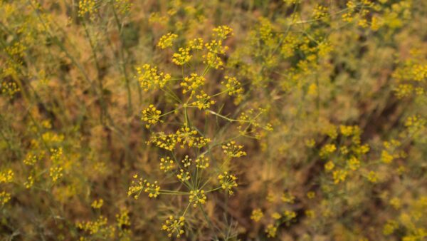 Endro - Anethum graveolens