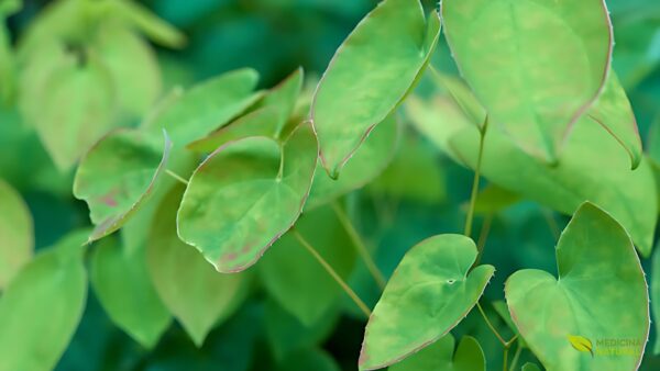 Epimedium sagittatum