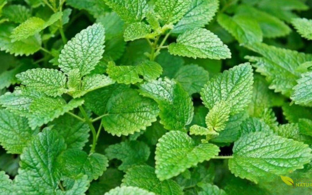 Chá de Erva Cidreira (Melissa officinalis): Para Que Serve e Como Preparar
