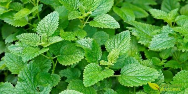 A RENISUS incluiu a erva-cidreira por sua eficácia em ansiedade e distúrbios do sono. No SUS, é cultivada em hortos municipais e dispensada gratuitamente, representando a integração entre medicina tradicional e sistema público de saúde na atenção primária.