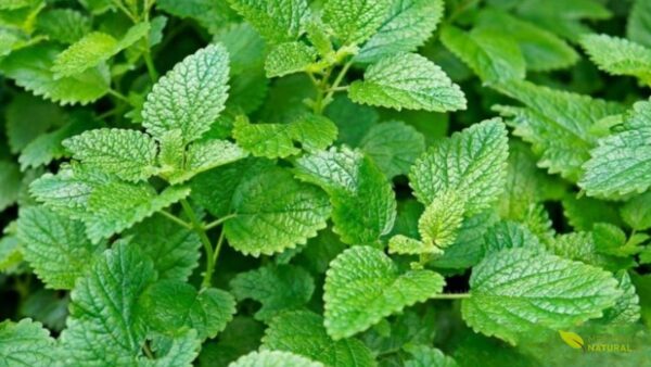 A RENISUS incluiu a erva-cidreira por sua eficácia em ansiedade e distúrbios do sono. No SUS, é cultivada em hortos municipais e dispensada gratuitamente, representando a integração entre medicina tradicional e sistema público de saúde na atenção primária.