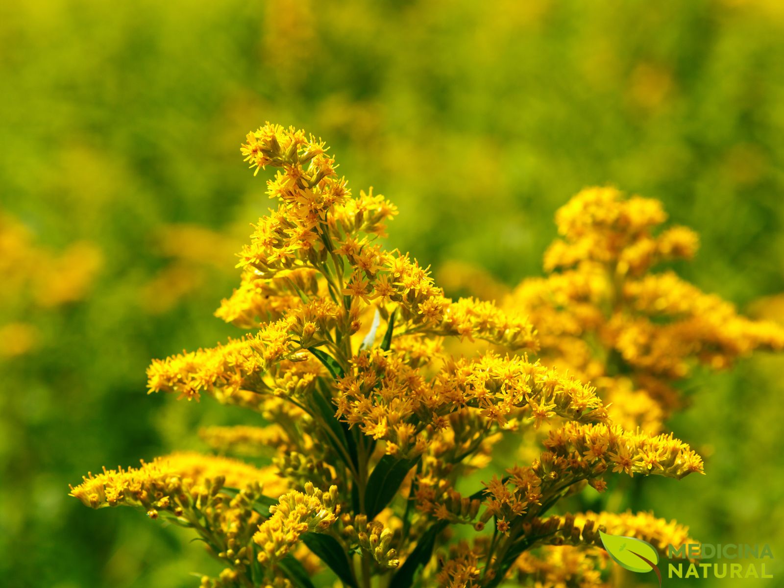 Erva-dourada - vara-de-ouro - Solidago virgaurea