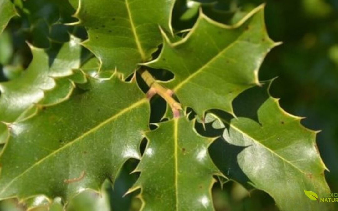 Chá de Espinheira Santa (Maytenus ilicifolia): Para Que Serve e Como Preparar