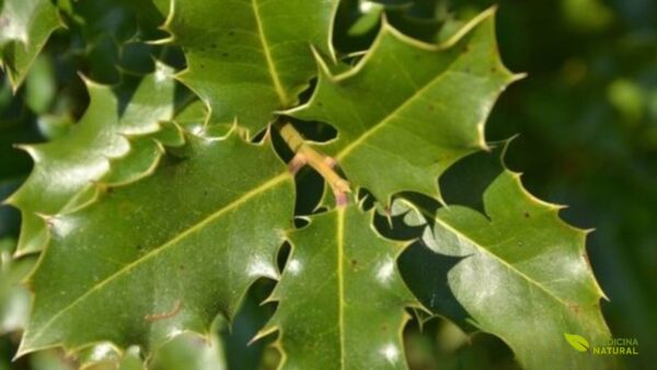 Incluída na RENISUS como gastroprotetor natural, a espinheira-santa é a alternativa fitoterápica do SUS aos inibidores de bomba de prótons. Trata gastrites e úlceras com eficácia comprovada, reduzindo custos e efeitos colaterais do uso prolongado de omeprazol.