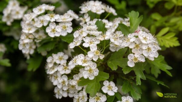Crataegus laevigata - ESPINHEIRO-ALVAR, ESPINHEIRO-BRANCO