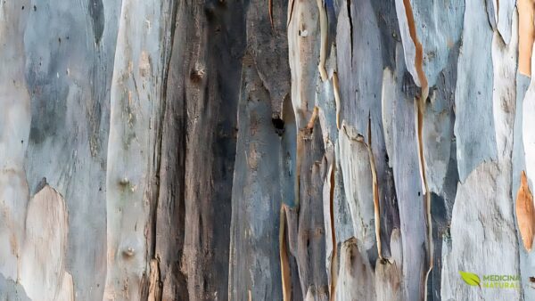 Eucalipto - Eucalyptus globulus