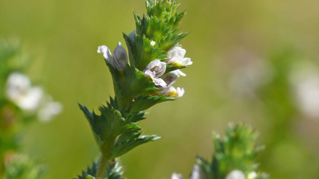 Erva-de-São-Roberto - Eufrásia - Euphrasia officinalis