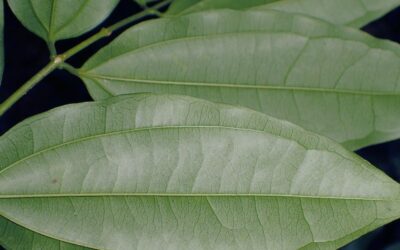 Fava-de-Santo-Inácio: Brucina, Estricnina e Ignatia Amara
