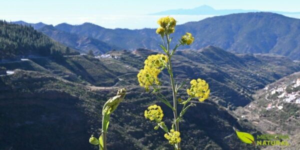 Ferula linkii em seu habitat natural nas Ilhas Canárias