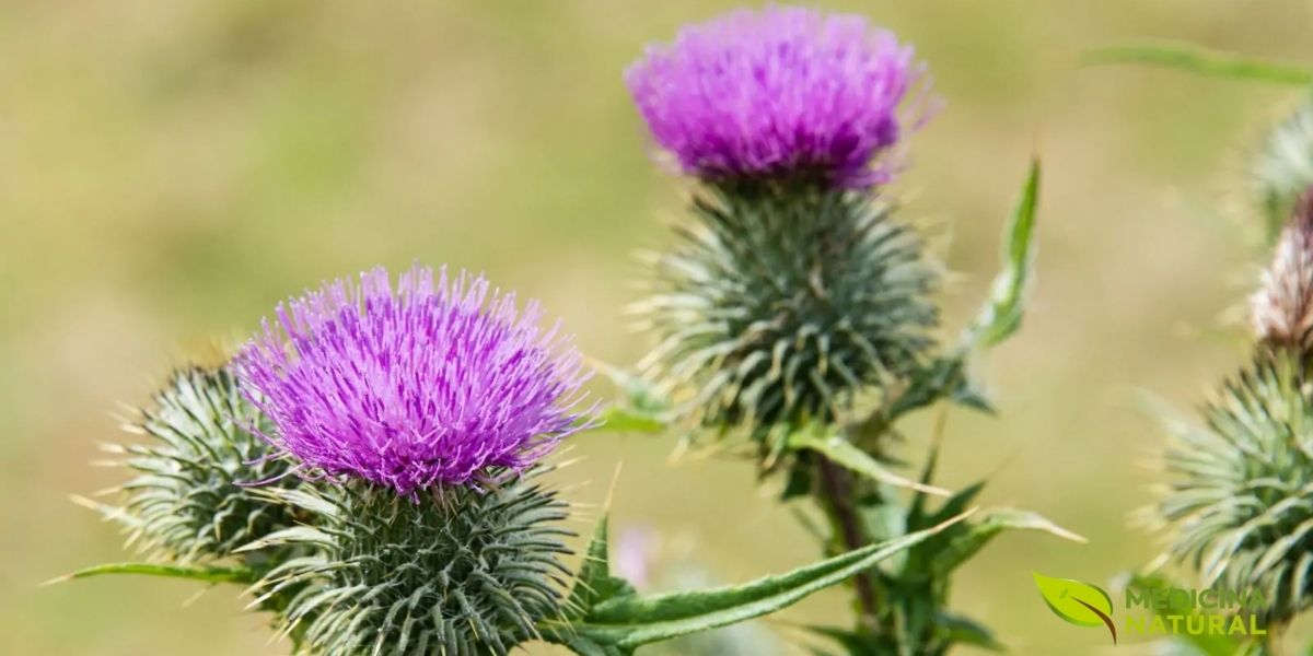 A flor do cardo-mariano (Silybum marianum) é inconfundível, com sua cor púrpura intensa e uma base espinhosa que protege suas futuras sementes. É nesta planta que encontramos a silimarina, um poderoso complexo hepatoprotetor.