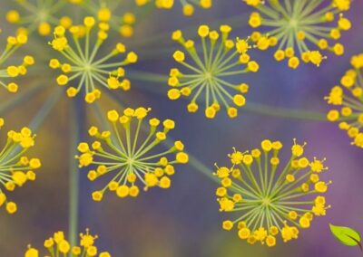 Inflorescência de Foeniculum vulgare (funcho) mostrando umbela composta terminal com pequenas flores amarelas de 5 pétalas, característica marcante da família Apiaceae, atraindo polinizadores e produzindo néctar durante o período de floração no verão.