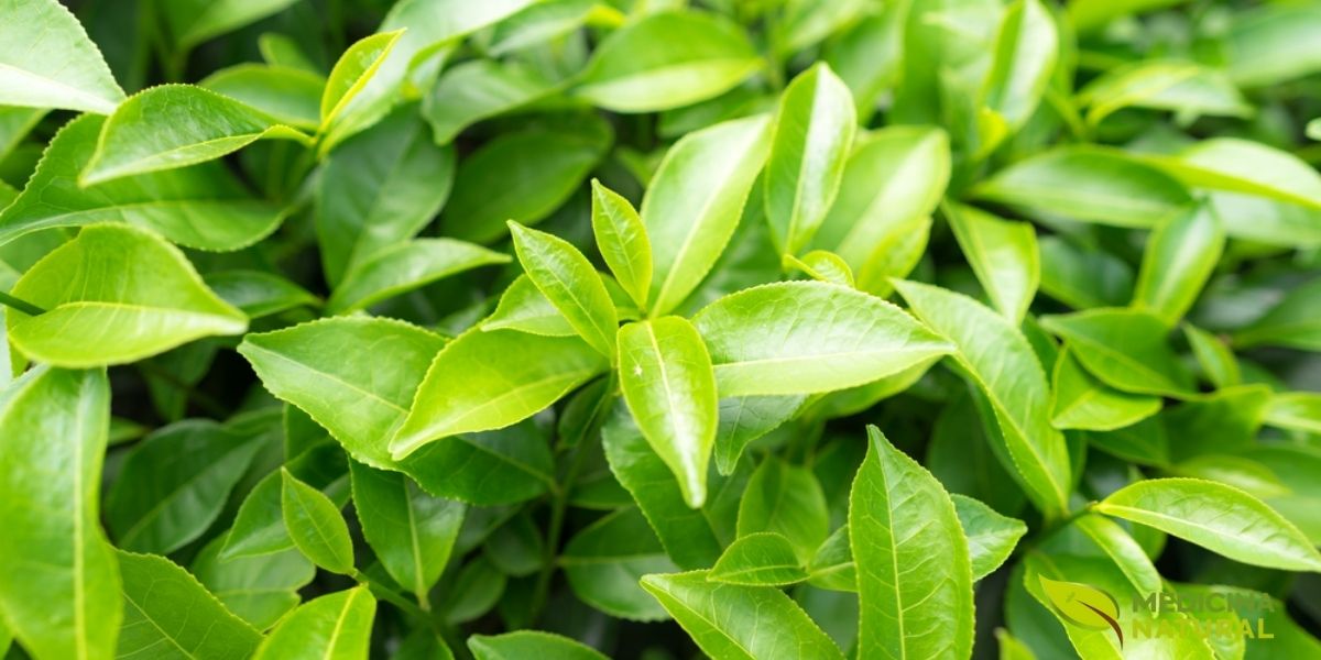 As folhas jovens da planta Camellia sinensis contêm as maiores concentrações de EGCG. O processo de colheita manual das folhas mais tenras garante um chá de qualidade superior. A oxidação mínima durante o processamento preserva as catequinas, diferenciando o chá verde do preto.