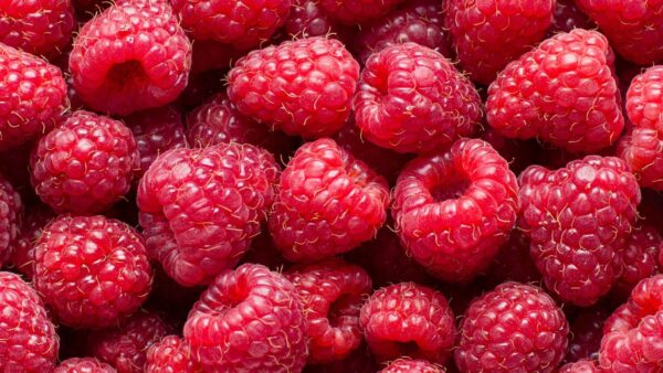 Framboesa - Rubus idaeus