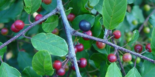 Ramo de Rhamnus frangula com frutos em diferentes estágios, do vermelho ao preto, e folhas ovais de nervuras marcadas