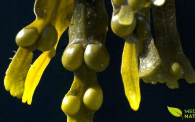 Fucus vesiculosus: Segredos da Alga-Marinha Para a Saúde