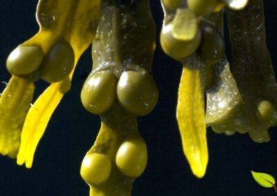 Em detalhe, a Fucus vesiculosus mostra uma arquitetura natural muito própria, com talo achatado, ramificações em forquilha, nervura central bem definida e vesículas arredondadas distribuídas ao longo da estrutura. Esse conjunto confere profundidade visual, reforça a identidade da espécie e explica por que a alga é tão facilmente reconhecida entre os fucóides.