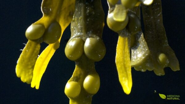 Em detalhe, a Fucus vesiculosus mostra uma arquitetura natural muito própria, com talo achatado, ramificações em forquilha, nervura central bem definida e vesículas arredondadas distribuídas ao longo da estrutura. Esse conjunto confere profundidade visual, reforça a identidade da espécie e explica por que a alga é tão facilmente reconhecida entre os fucóides.