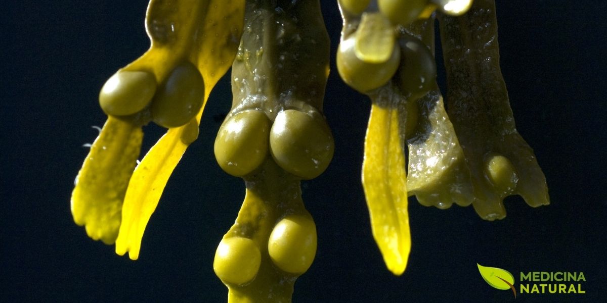 Em detalhe, a Fucus vesiculosus mostra uma arquitetura natural muito própria, com talo achatado, ramificações em forquilha, nervura central bem definida e vesículas arredondadas distribuídas ao longo da estrutura. Esse conjunto confere profundidade visual, reforça a identidade da espécie e explica por que a alga é tão facilmente reconhecida entre os fucóides.
