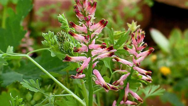 A Fumaria officinalis, conhecida por suas propriedades depurativas, é uma aliada no tratamento de problemas de pele como eczema e psoríase. Seus componentes ativos, como os alcaloides, atuam de forma anti-inflamatória, promovendo a saúde da pele e do fígado. Esta imagem ilustra a delicadeza da planta, que floresce em tons de rosa e púrpura.