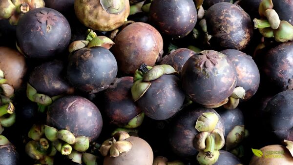 Garcinia cambogia