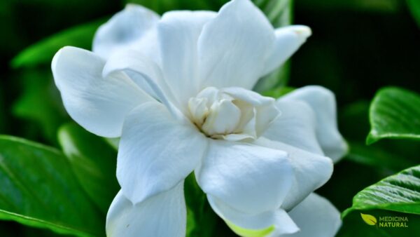 Gardenia jasminoides - GARDÊNIA-COMUM; JASMIM-DO-CABO