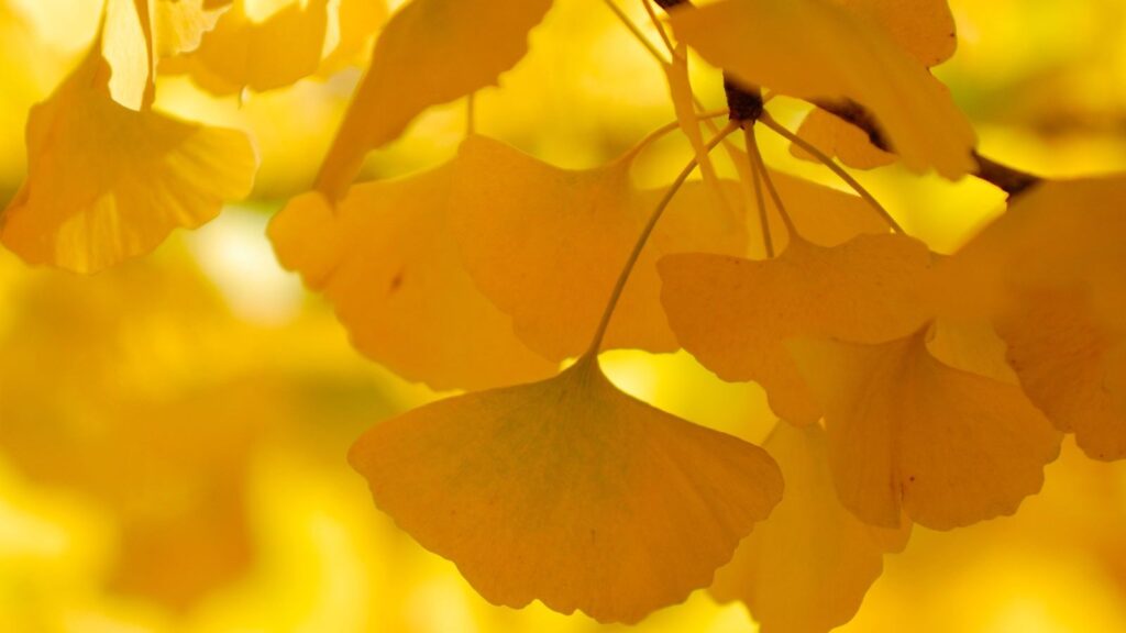 Ginkgo biloba